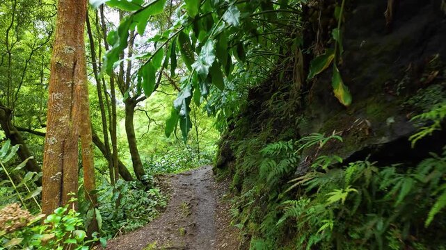 Cinematic walk along the Ribeira dos Caldeiroes forest trail on Sao Miguel Island Azores Portugal featuring lush rainforest tropical vegetation moss covered cliffs and pristine nature