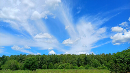 A dense green forest under a blue sky with beautiful clouds. Panoramic forest landscape against the background of the sky in the Moscow region © borisenkoket