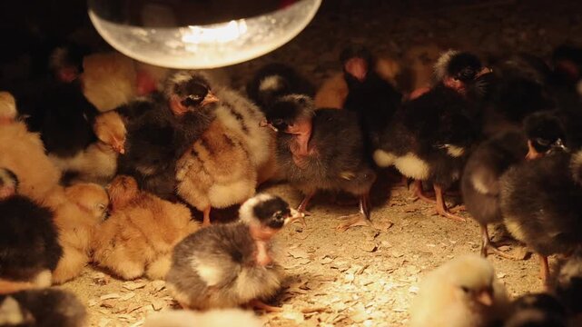 Newborn Baby Chicks Together Under Heat Lamp at Poultry Farm