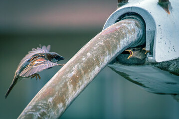 Gorrión ( passer domesticus ) adulto volando para alimentar a sus polluelos en el nido © Montxo