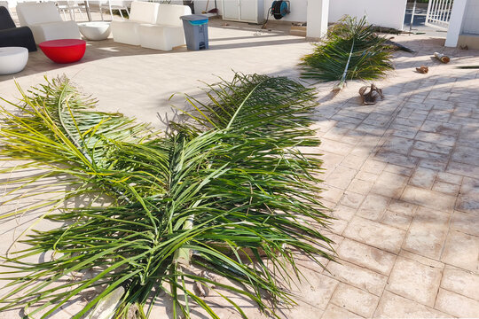 Freshly trimmed palm fronds on the grounds of a hotel in Protaras, Cyprus. Landscaping and landscaping work at the resort in this Mediterranean resort area takes place on a sunny day.