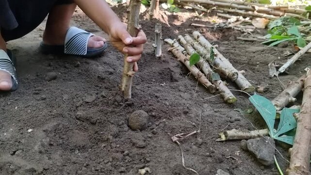 Hand cultivating cassava stem in fertile garden soil.