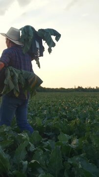 A man carries a large bundle of greens in a field. The man walks through rows of crops under a cloudy sky as evening approaches.