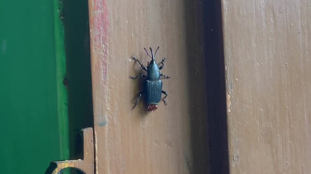 Macro shot of a weevil crawling on a wooden surface