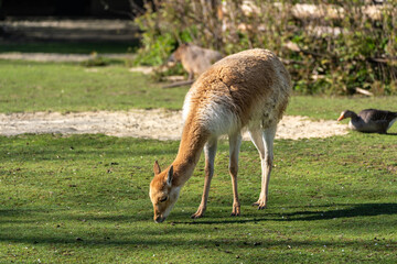 Fototapeta premium Vicunas, Vicugna Vicugna, relatives of the llama in a German park
