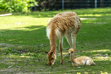 Fototapeta premium Family of Vicunas, Vicugna Vicugna, relatives of the llama