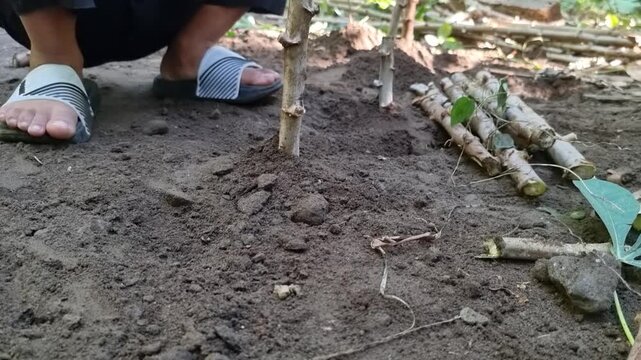 Person planting cassava cuttings in garden soil.