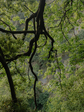 View of the lush forested slopes of Dharamkot with dense foliage and rugged terrain in the background in Dharamshala, Himachal Pradesh, India.
