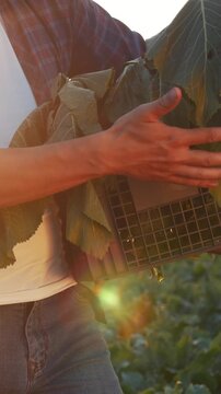 A man in the field holds a crate with vegetables while sunlight glimmers on the leaves. The man is focused on his task, inspecting the vegetables carefully.
