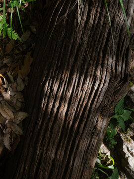 View of the weathered, textured bark of a tree trunk with deep vertical grooves, surrounded by fallen leaves and green foliage in Dharamkot, Dharamshala, Himachal Pradesh, India.