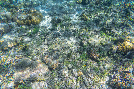 Sea grass and corals under the Clear Water at The Coast of Kelor Island, in Komodo National Park, Labuan Bajo, Flores, Indonesia