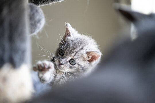 Curious Gray Tabby Kitten Peeking Through Cat Tree While Playing
