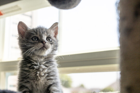 Fluffy kitten in looking at a toy