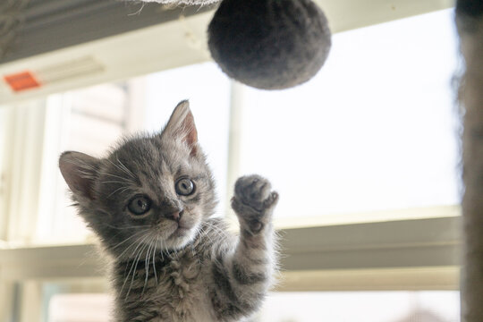 Playful Gray Tabby Kitten Reaching for Hanging Toy on Cat Tree