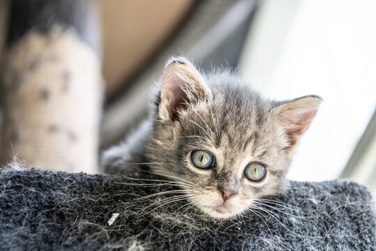 Close-Up Portrait of Gray Tabby Kitten Resting on Cat Tree with Big Blue Eyes