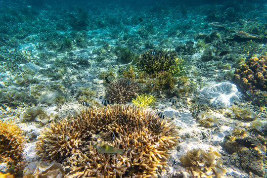 Lots of various fish and hard corals under the Clear Water at The Coast of Kelor Island, in Komodo National Park, Labuan Bajo, Flores, Indonesia