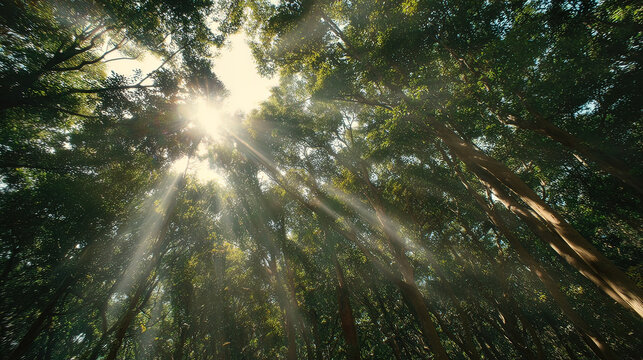camphor. Sunlight filtering through a forest of camphor trees with visible light rays. travel magazines, destination branding, designed for travel destination branding, used by logistics managers.
