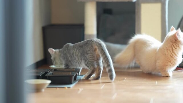 Two cats eat from bowls on a warm floor. One cat is gray, the other is cream. They move with calm, focused attention. Soft light glows across the room. Ideal for pet content or cozy home scenes