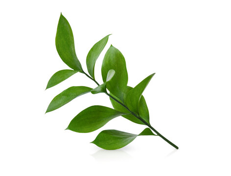 ruscus twigs with green leaves isolated on white background