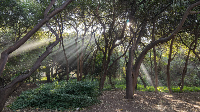 camphor. Sunlight filtering through a forest of camphor trees with visible light rays. travel magazines, destination branding, designed for travel destination branding, used by logistics managers.
