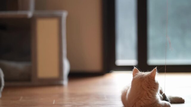 Soft light touches a cozy room. Ginger cat plays with a dangling toy. The cat twists, paws twitching with delight. Wood floors and cat furniture frame the scene. Perfect for calming, domestic