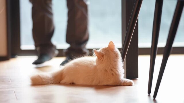 Soft light falls on a fluffy kitten. It crouches low, curious, eyes wide. Person stands nearby, watching, still. Kitten's tail sways as it reaches for a dangling toy. The scene feels quiet, warm