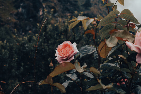 moj lo rose lo