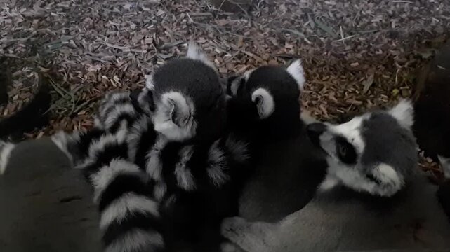 Ring-Tailed Lemurs Washing Eachother in a Bundle
