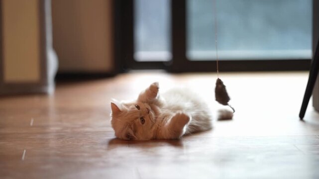Soft light falls on a playful cat. Cat lies on floor, eyes wide with delight. It paws at dangling toy, tail twitching. Sunlit room shows cozy, quiet moments. Perfect for pet lovers, playful scenes