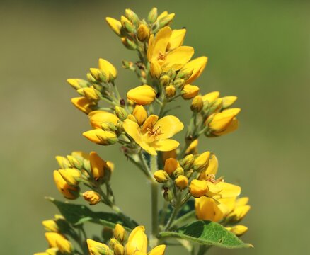 Lysimachia vulgaris (yellow loosestrife) growing in the wild