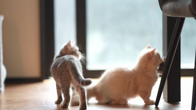 Two fluffy kittens chase a toy near a window. One kitten is fluffy, the other is spotted. They leap and pounce in bright, soft light. Their tails twitch as they playfully chase each other
