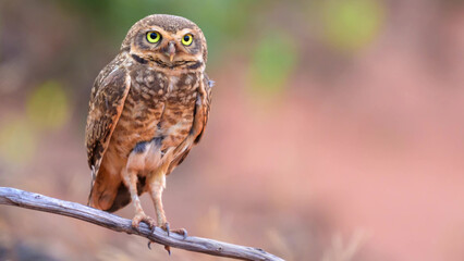 Burrowing Owl Perching on Branch with Intense Gaze in Brazilian Cerrado Savanna © Banu