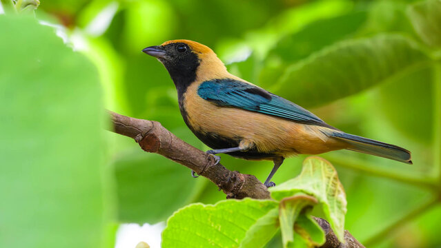 Burnished-buff Tanager Perching on Branch in Cerrado Woodland, Brazil