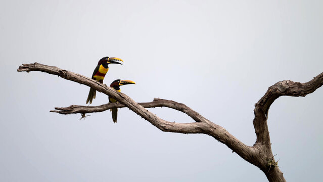 Chestnut-eared Aracari Pair Perching on Bare Dead Tree Branch Against Overcast Sky, Cerrado, Brazil