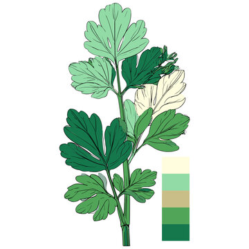 Flat illustration of fig leaves with stem