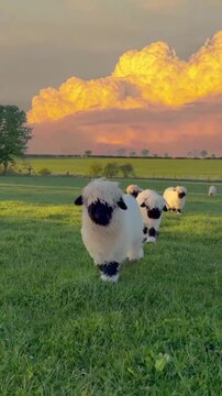 Valais blacknose sheep walking through lush green pasture at golden hour creating delightful motion video footage of fluffy farm animals moving across the meadow under a vibrant glowing orange sunset 