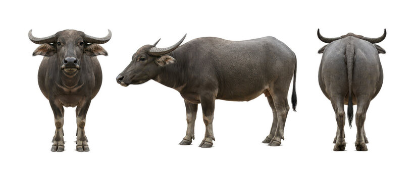 Three-view water buffalo isolated on a white background, featuring front, side, and rear perspectives. Ideal for livestock, agriculture, farming, animal anatomy, educational materials, branding