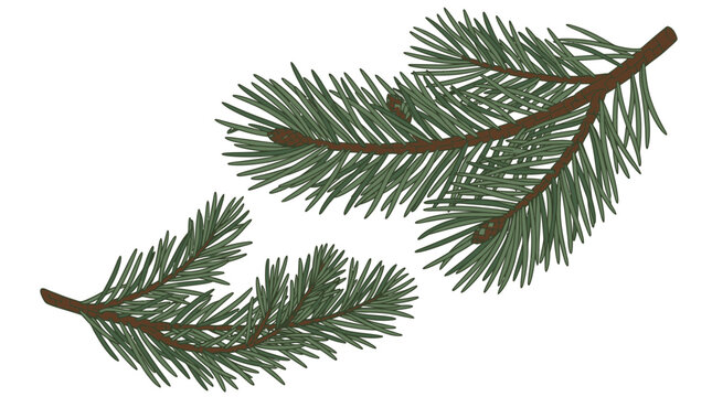 Zwei detaillierte, handgezeichnete Kiefernzweige mit gr&uuml;nen Nadeln auf einem sauberen wei&szlig;en Hintergrund, ideal f&uuml;r weihnachtliche Dekorationen und winterliche Grafikdesigns.
