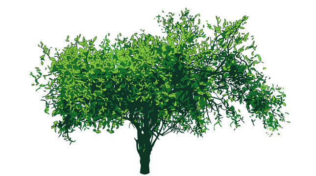 Un arbre &agrave; feuilles caduques vert luxuriant avec une couronne dense et un tronc robuste isol&eacute; sur un fond blanc pur, parfait pour des projets de design paysager et de composition graphique.