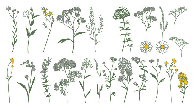 Conjunto de ilustraciones bot&aacute;nicas de flores silvestres y hierbas dibujadas a mano con estilo lineal minimalista y toques de color amarillo sobre un fondo blanco aislado