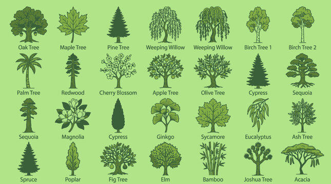 Conjunto de iconos vectoriales planos que muestran diversas especies de &aacute;rboles con sus nombres etiquetados sobre un fondo verde claro para dise&ntilde;o bot&aacute;nico y educativo