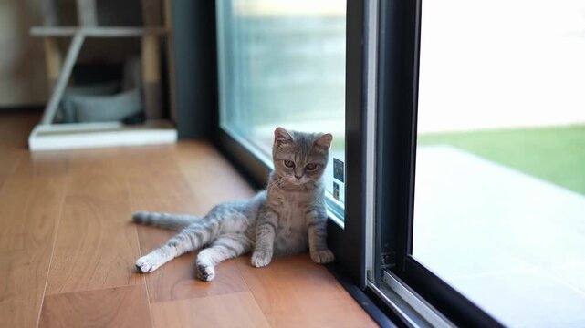 Cute tabby kitten rests near window. Paws stretched, eyes fixed on green yard. Soft light highlights its calm, curious gaze. Stillness speaks of quiet waiting