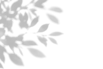 Soft plant leaves grey shadow overlay. Realistic tree branch silhouette on white wall background with summer sunlight dappled shade. Minimal graphic template for mockup presentation design © WildStock