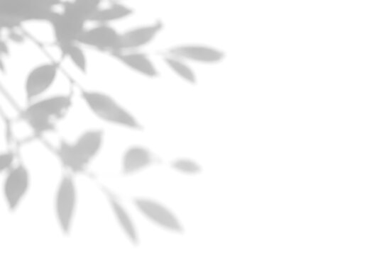 Shadow overlay of natural plant leaves on white wall background. Dappled tree foliage shadow effect from summer sunlight through window. Abstract soft branch silhouette template for mockup design