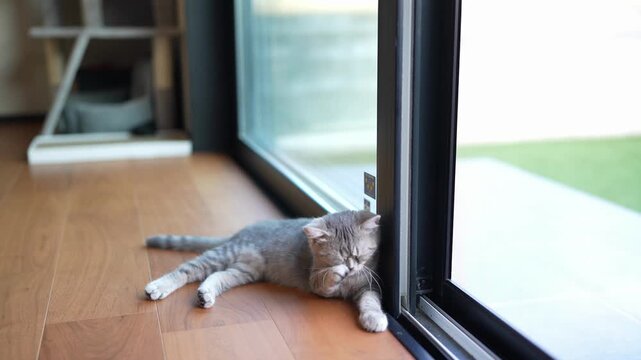 Cute gray cat rests near glass door. It stretches, yawns, and looks out at green yard. Soft indoor lighting, wooden floor, and modern decor. Calm, lazy, and contented feline in quiet home