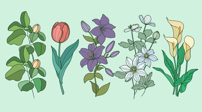 Ensemble d'illustrations botaniques vectorielles comprenant une tulipe rouge, des lys violets, des fleurs blanches et des arums sur un fond vert pastel pour des projets cr&eacute;atifs.