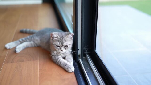 Gray tabby cat rests beside sliding glass door. Calm and observant, it gazes outward. Soft sunlight bathes wooden floor. Peaceful domestic moment captured. Ideal for tranquil home or pet scenes