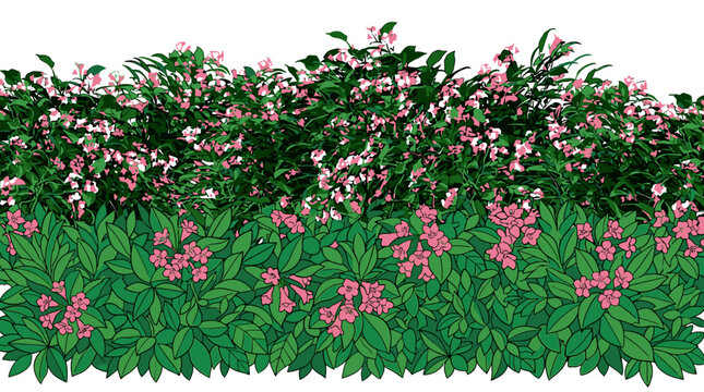 Siepe di arbusti rigogliosi con fiori rosa isolata su sfondo bianco, ideale per progetti di architettura del paesaggio, design di giardini e composizioni grafiche naturali.