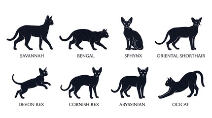 Cat breeds, feline silhouettes, 8 black cat icons, pet illustrations, animal designs © Farmanfor