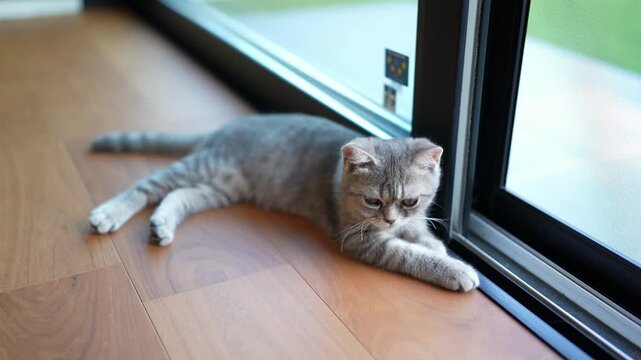Cute gray tabby cat lounges near window sill. Soft focused view, calm and peaceful atmosphere. Cat rests quietly, paws extended on warm wood floor. Natural light glows gently behind glass panes